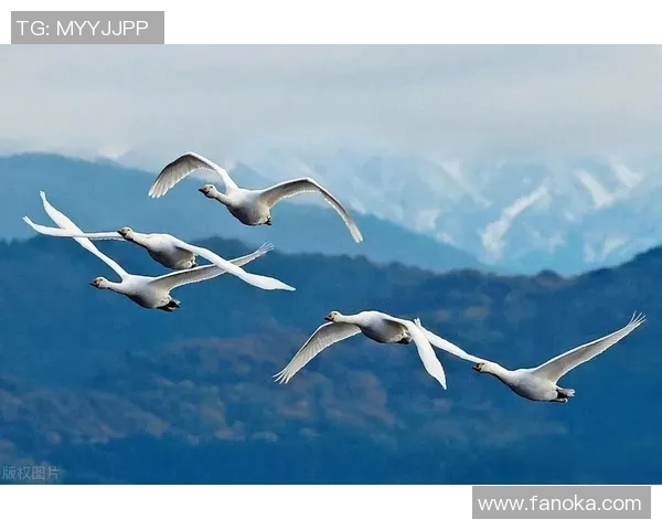 新泻天鹅的魅力之旅探索日本自然与文化的完美结合 新泻天鹅的魅力之旅探索日本自然与文化的完美结合